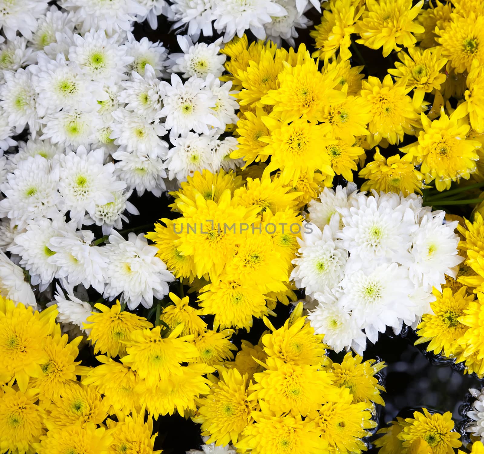 The background image of the colorful flowers