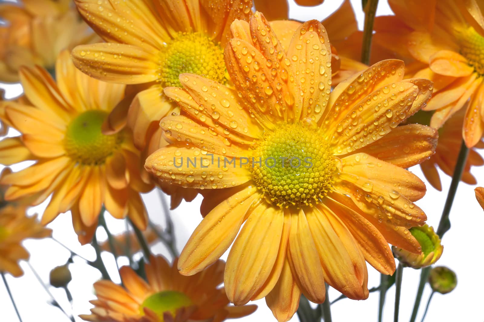 yellow daisy flower on white background