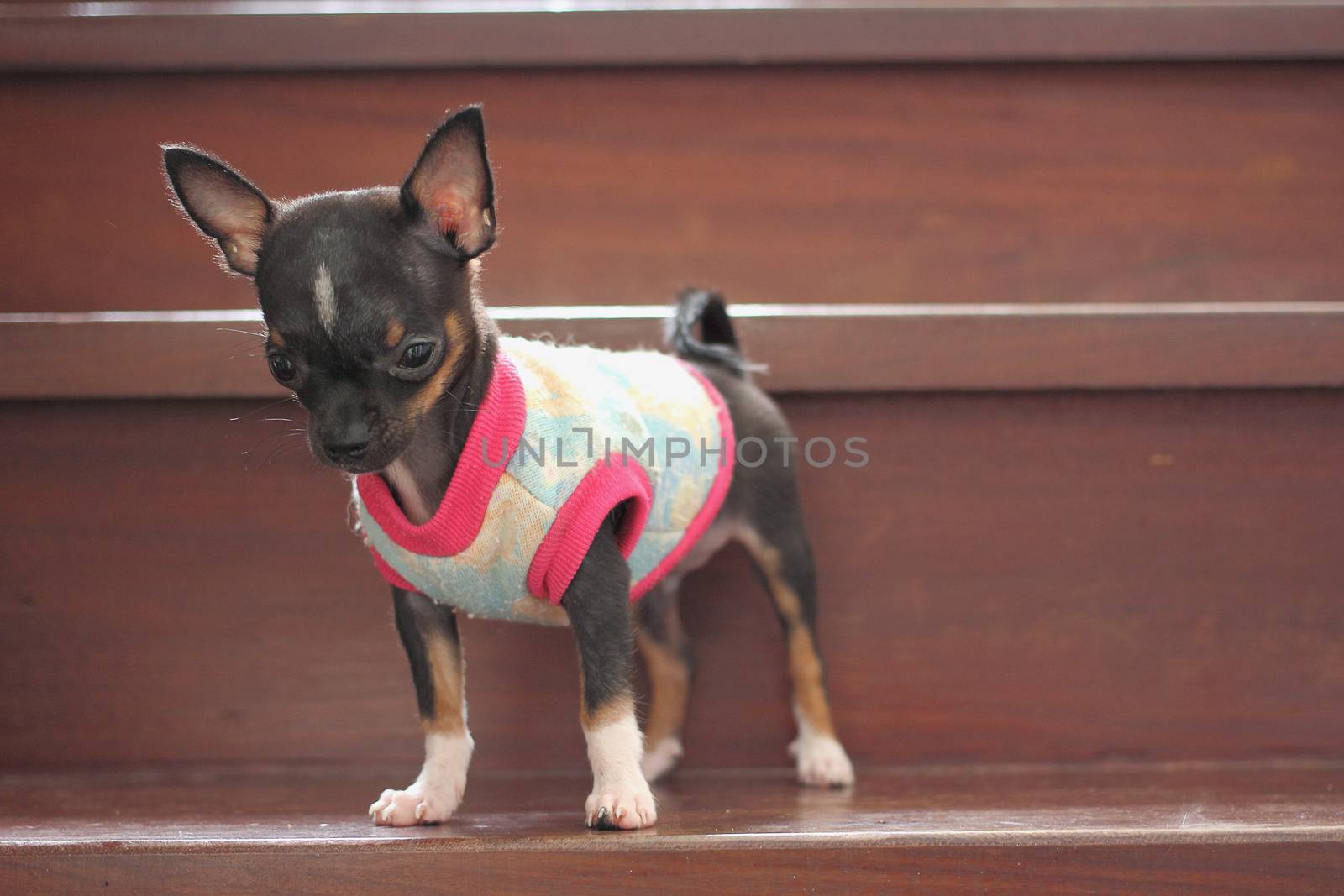 Chihuahua Puppy by olovedog