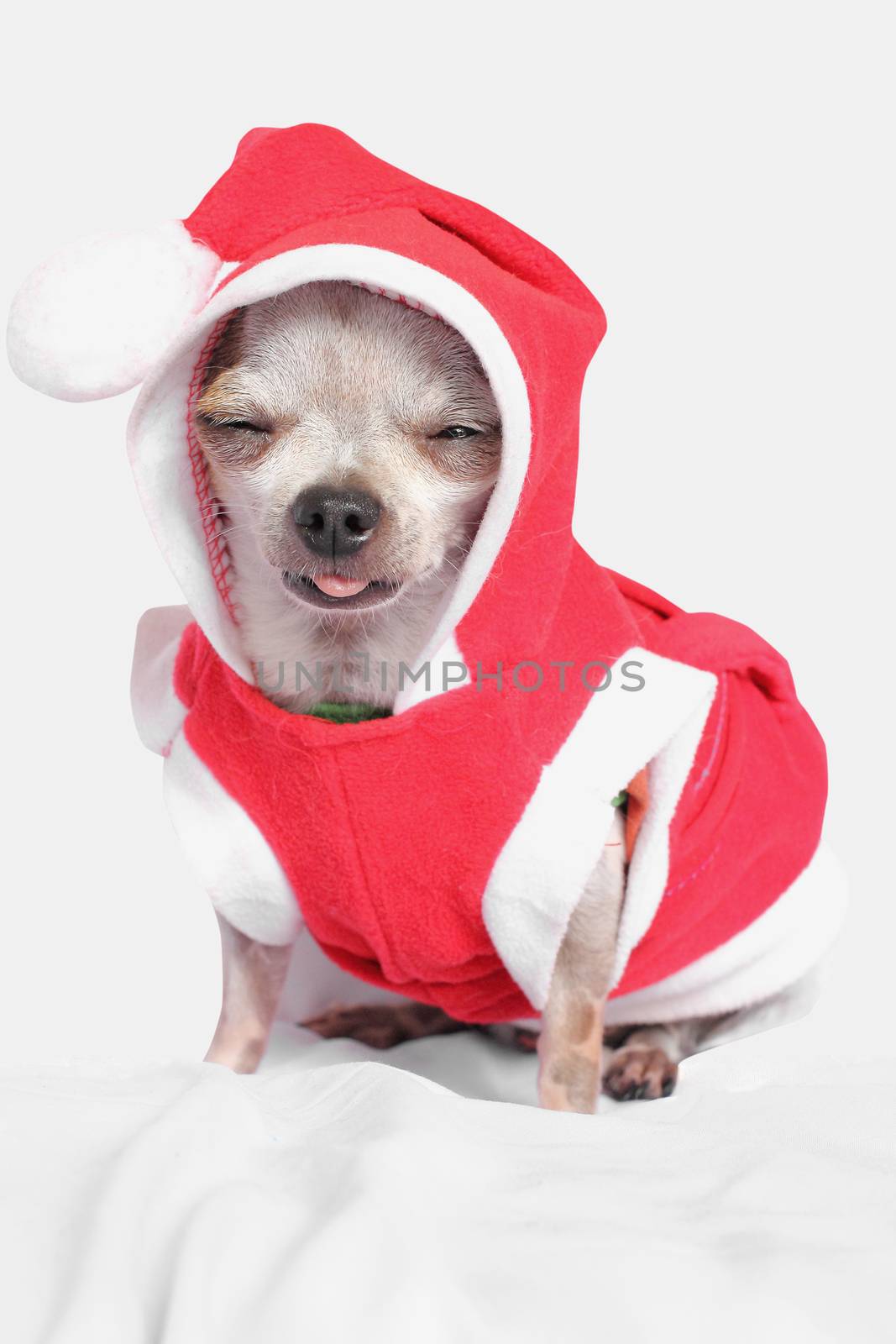 Chihuahua wearing a Christmas hat isolated on white background