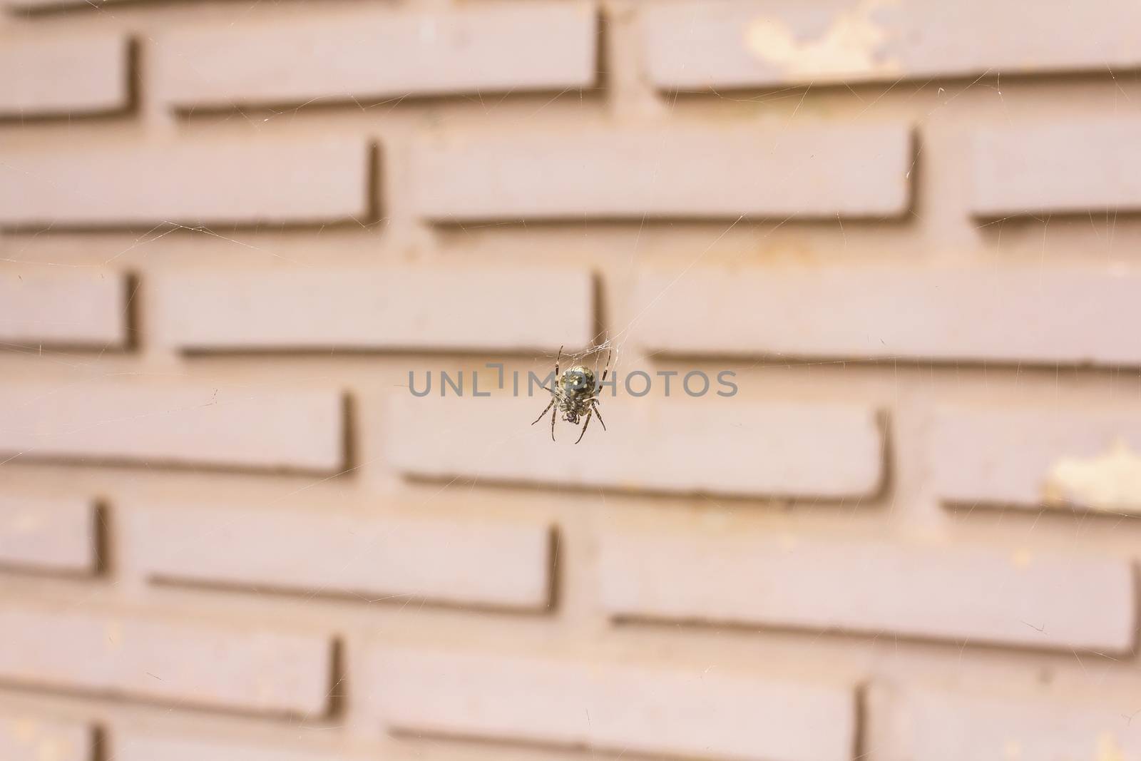 Spider hanging on a web against brick wall