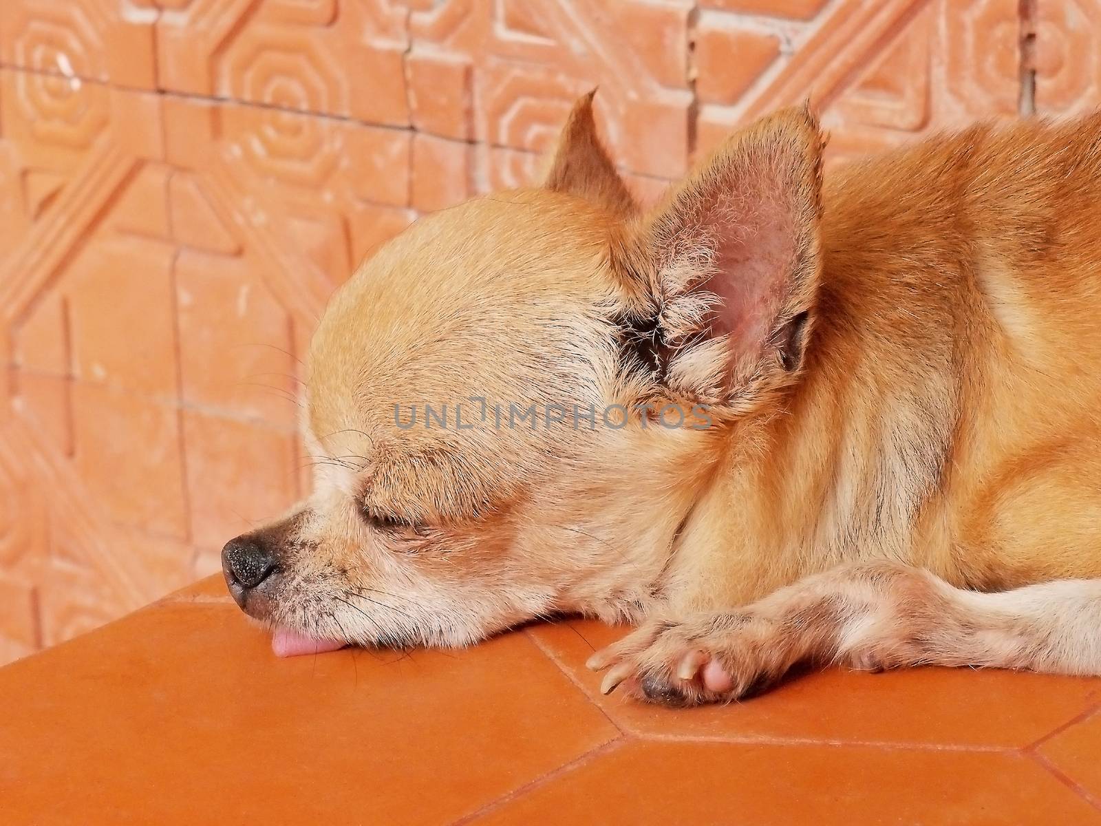 Close up picture of tiny sleeping chihuahua