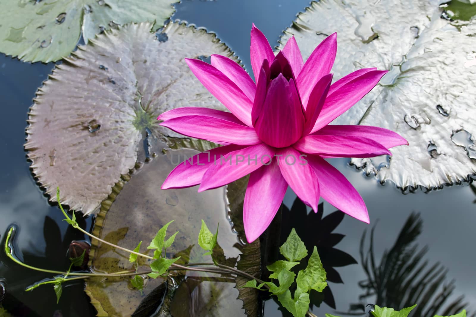 Pink Lotus with Green Leaves. by GNNick