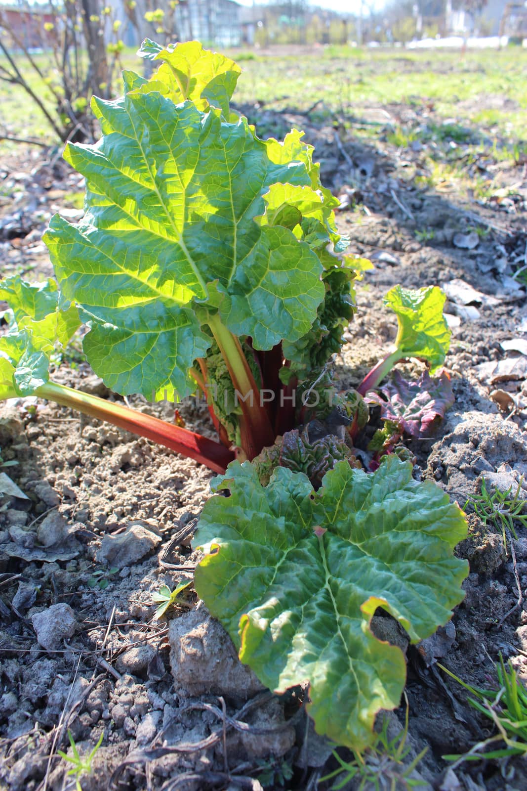 Young sprouts of a rhubarb progrown from the ground in the spring