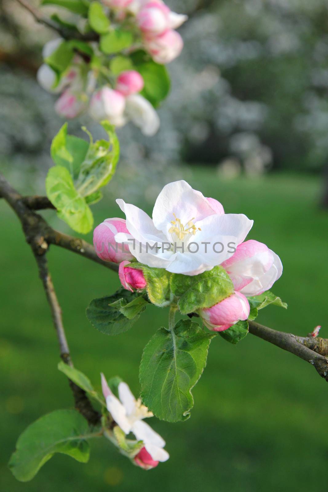 Apple blossoms in spring can use as background