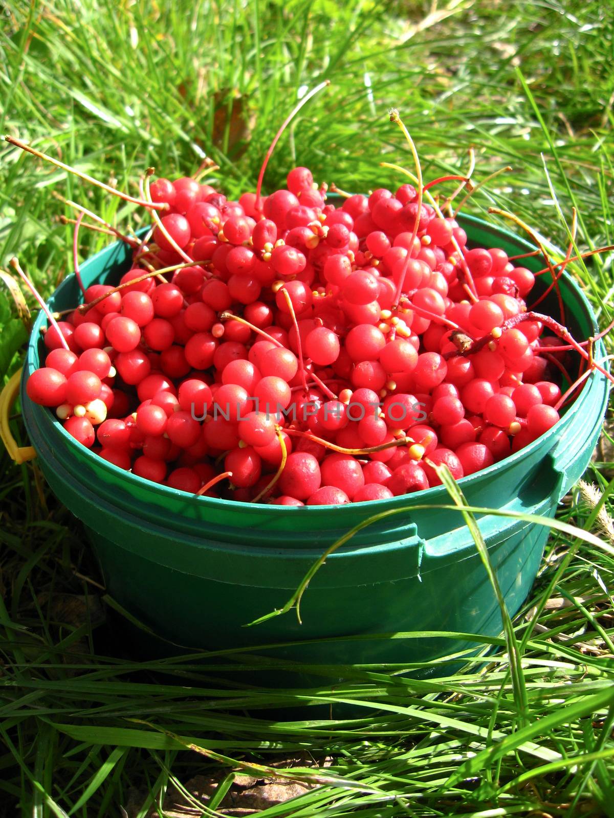 harvest of red schizandra by alexmak