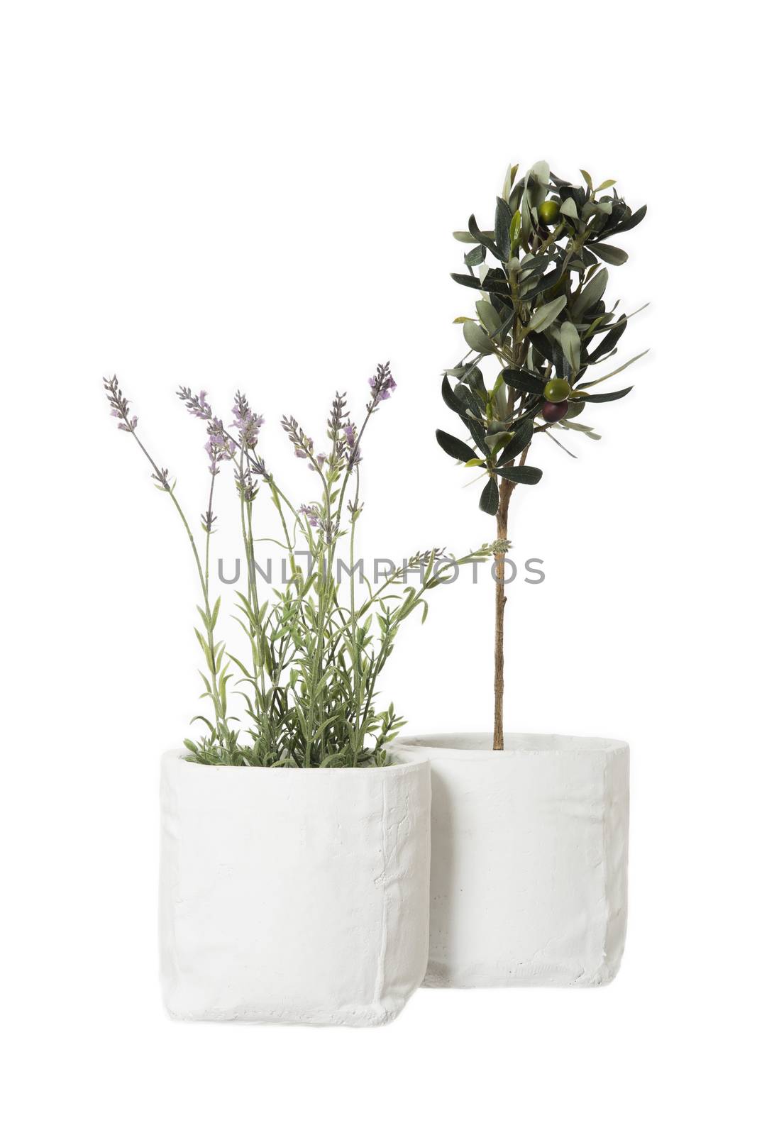 Lavender and Olive tree by gemenacom