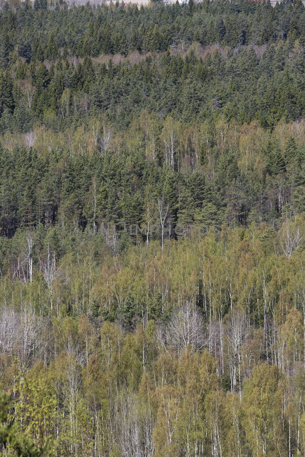 Full frame of a forest