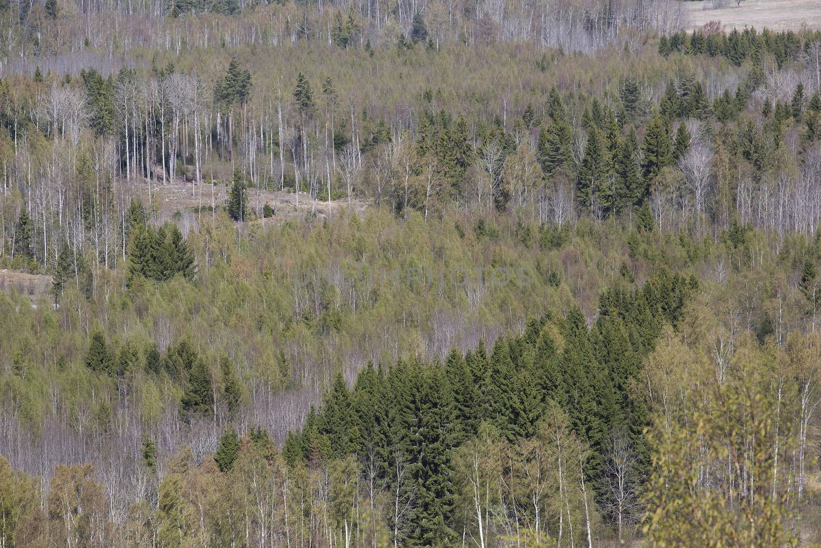 Forest Landscape from High angle view