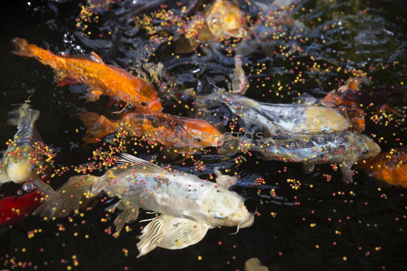 Large group of goldfishes eating