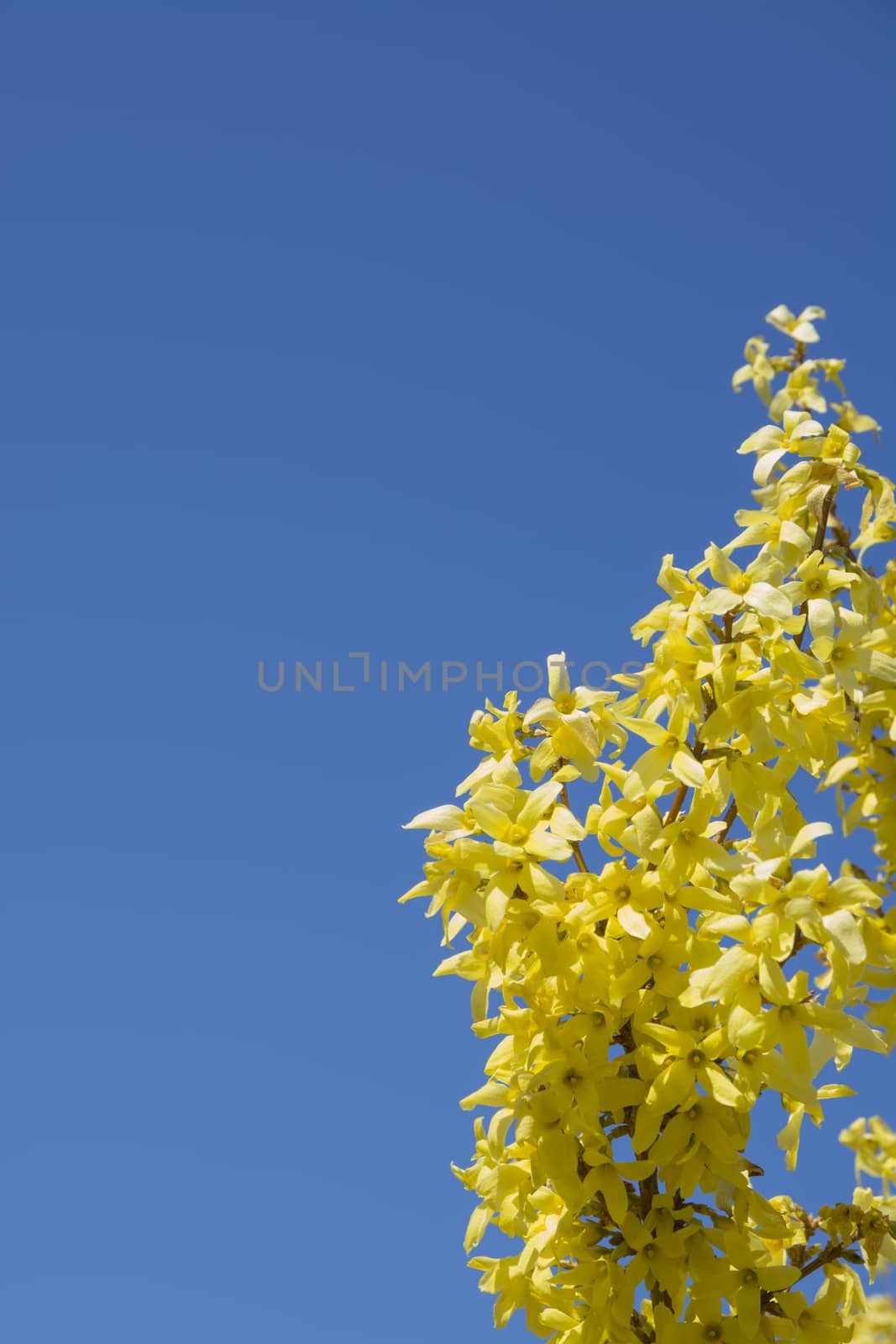 Forsythia and blue sky background by ArtesiaWells