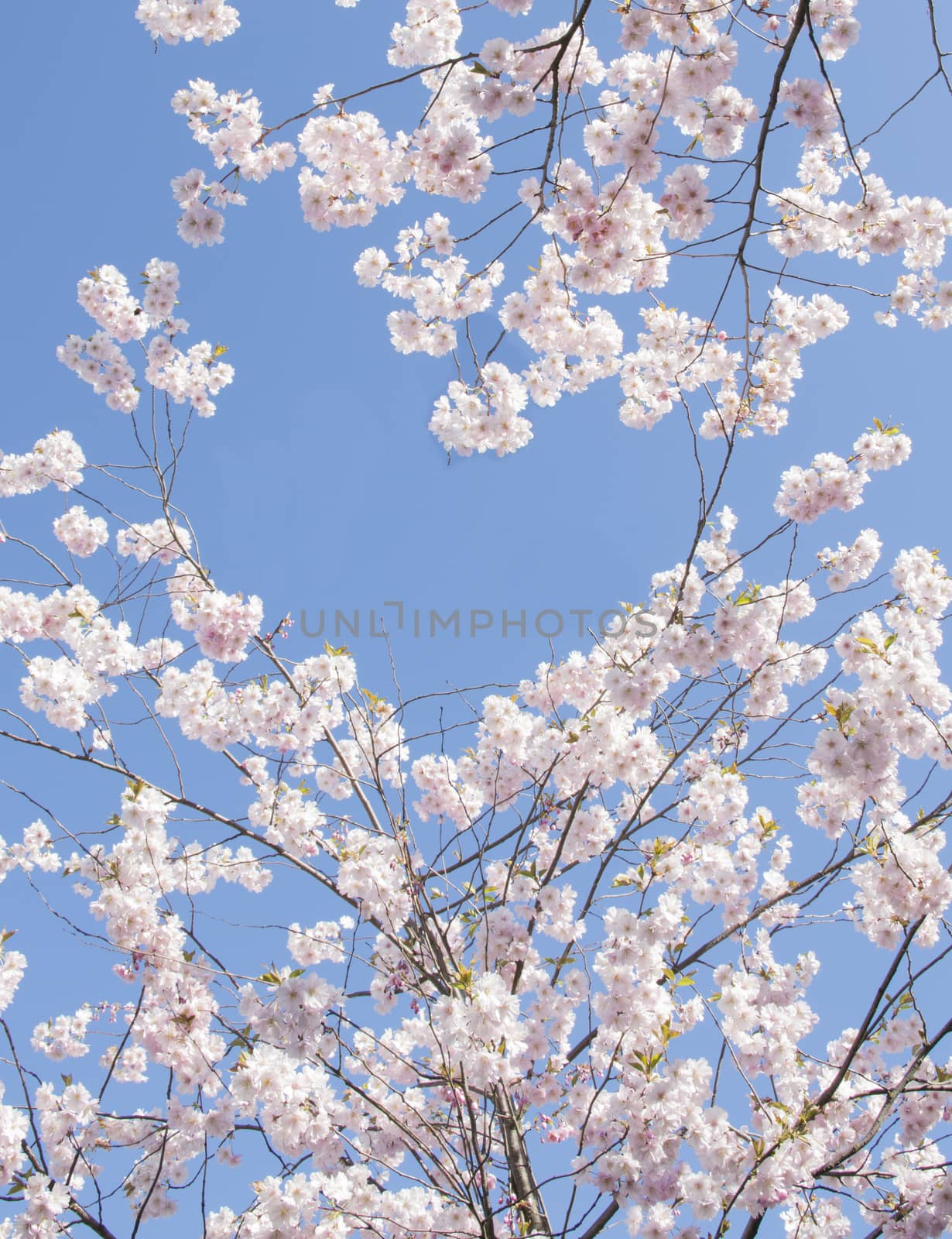 Cherry blossom background with heart shaped space by ArtesiaWells