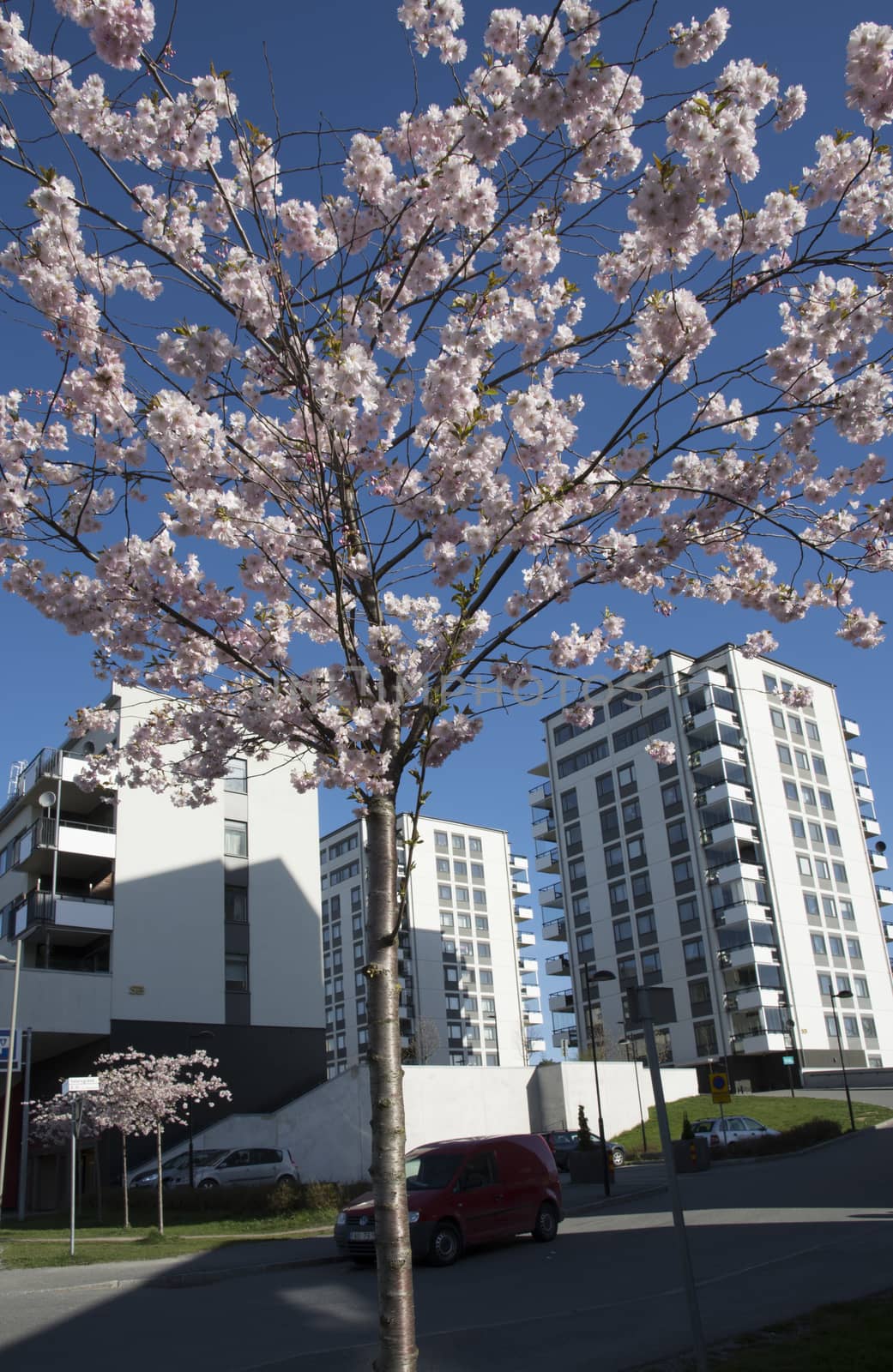 Cherry blossom and architecture by ArtesiaWells