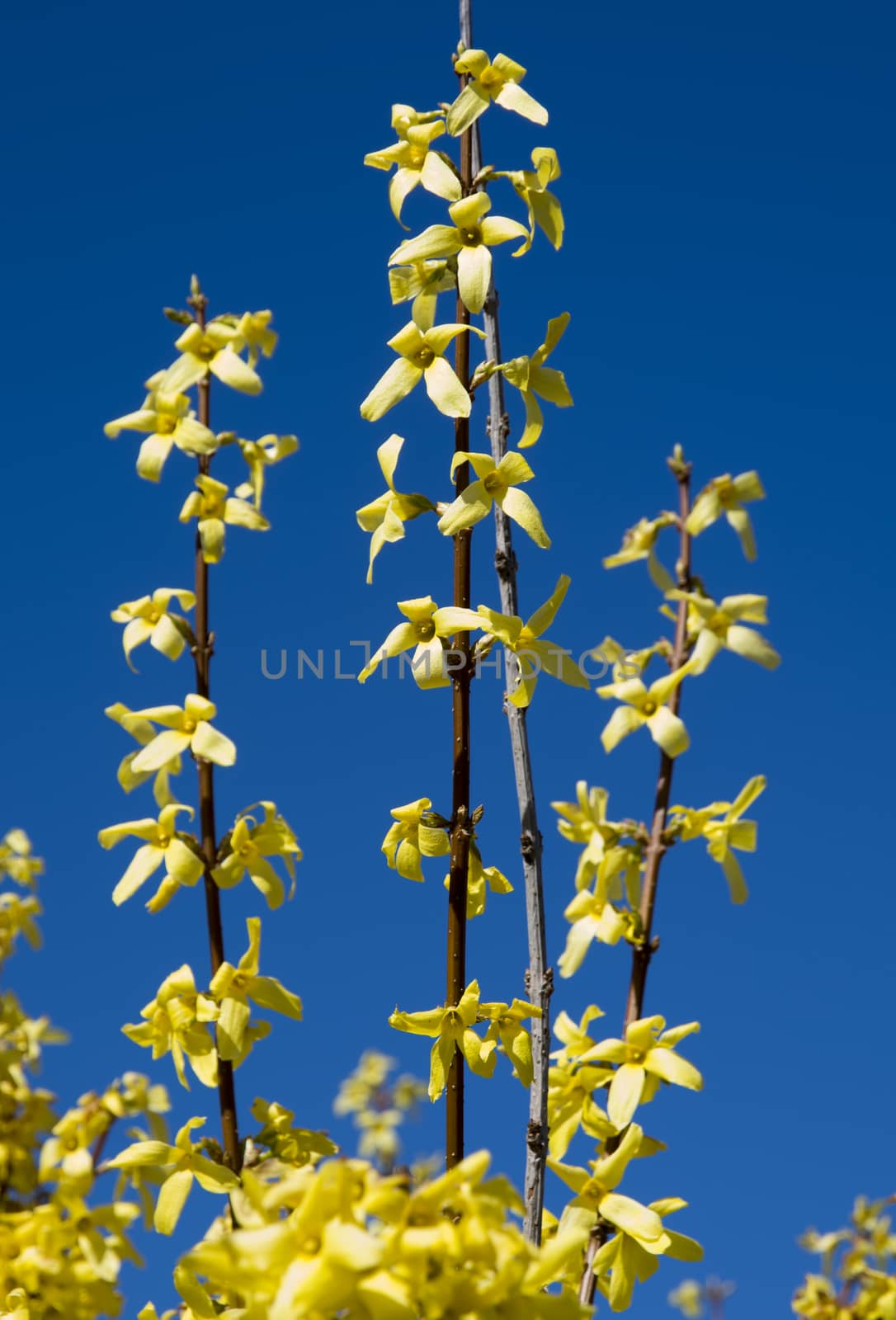 Branches of forsythia vertical image. Forsythia and blue sky background. May, Stockholm, Sweden.