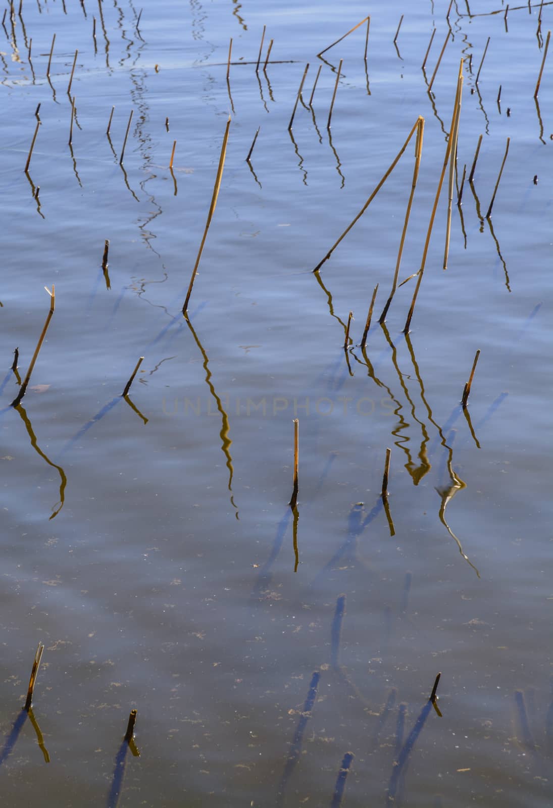 Calm lake surface with last years reed stubs in Lake Malaren, Stockholm, Sweden in May.