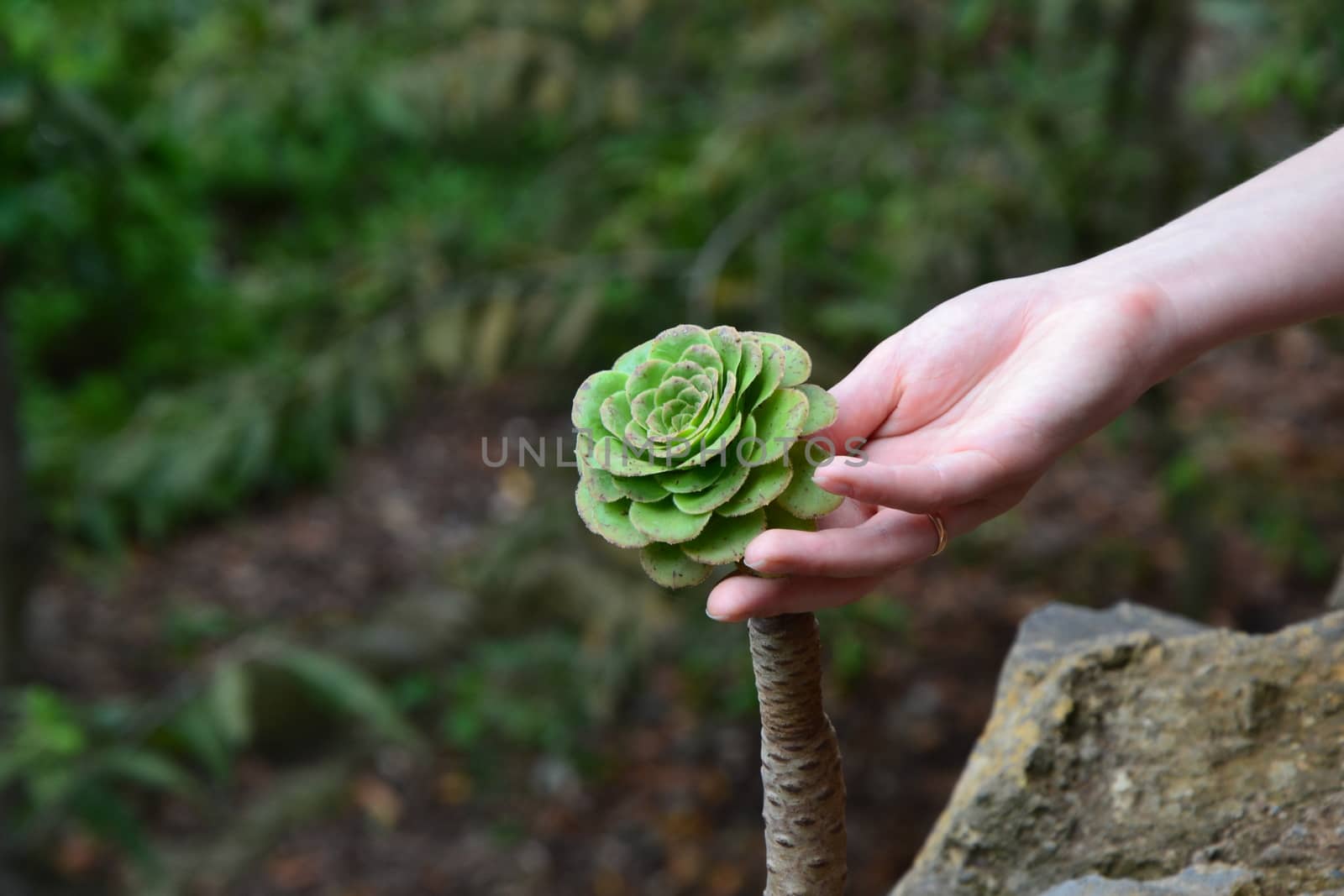 Hand and green wood rose