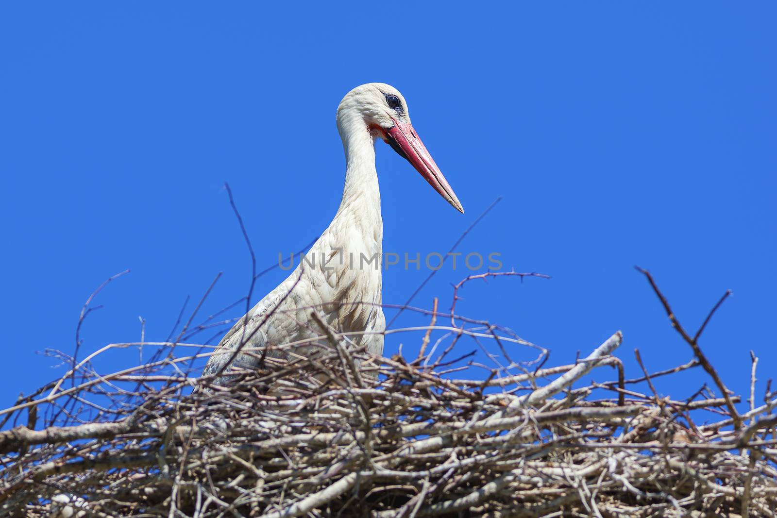 Stork in its nest with blue sky