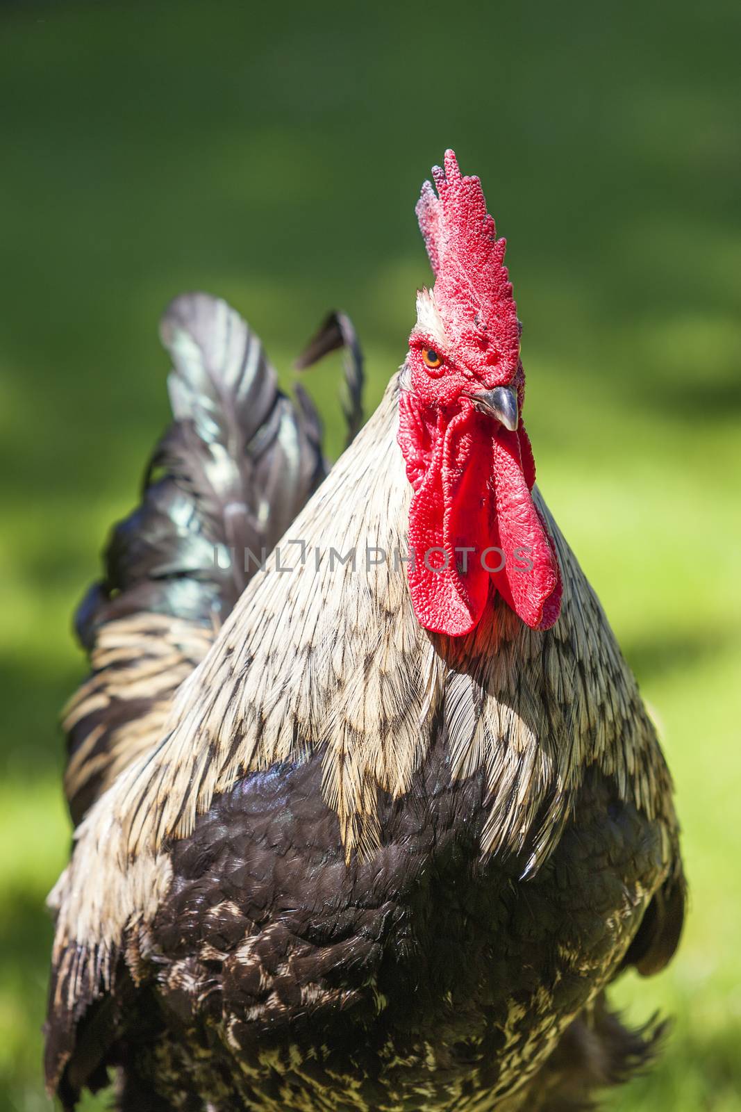 Portrait of cock on green grass under the sun