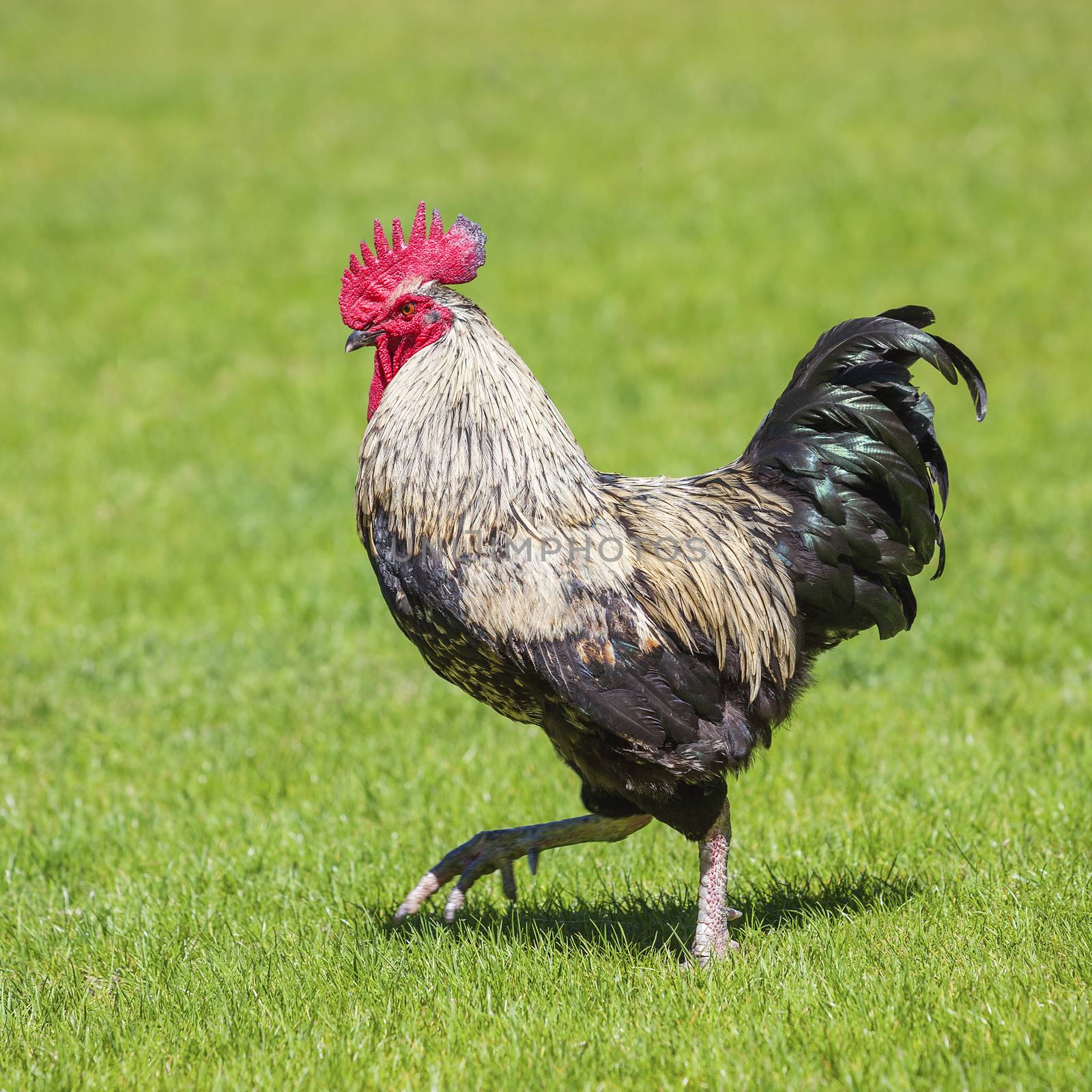 Cock on green grass under the sun