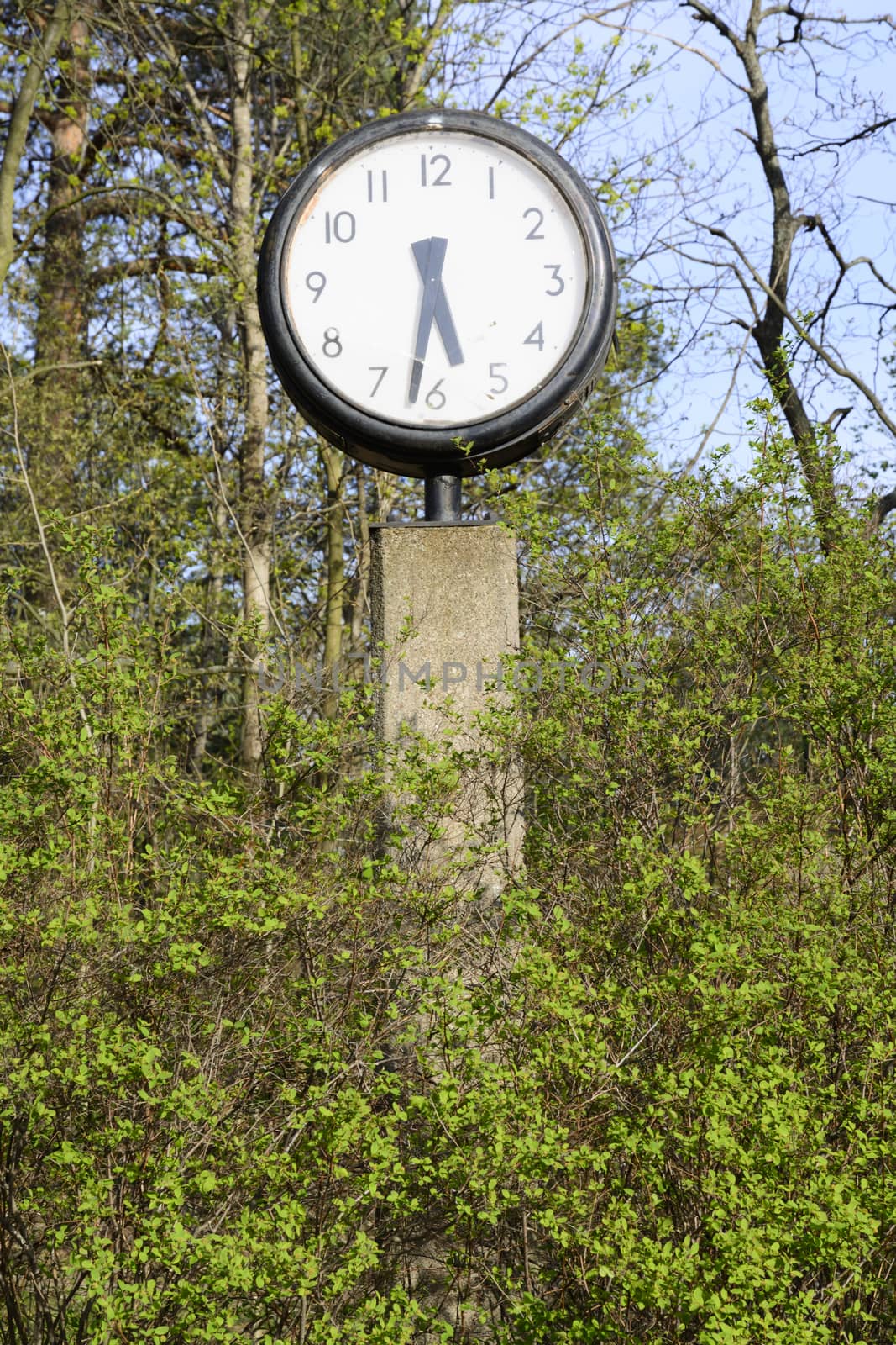 Clock in green spring foliage at five thirty pm. Clock at five thirty pm placed in the middle of spring green foliage. Stockholm, Sweden.