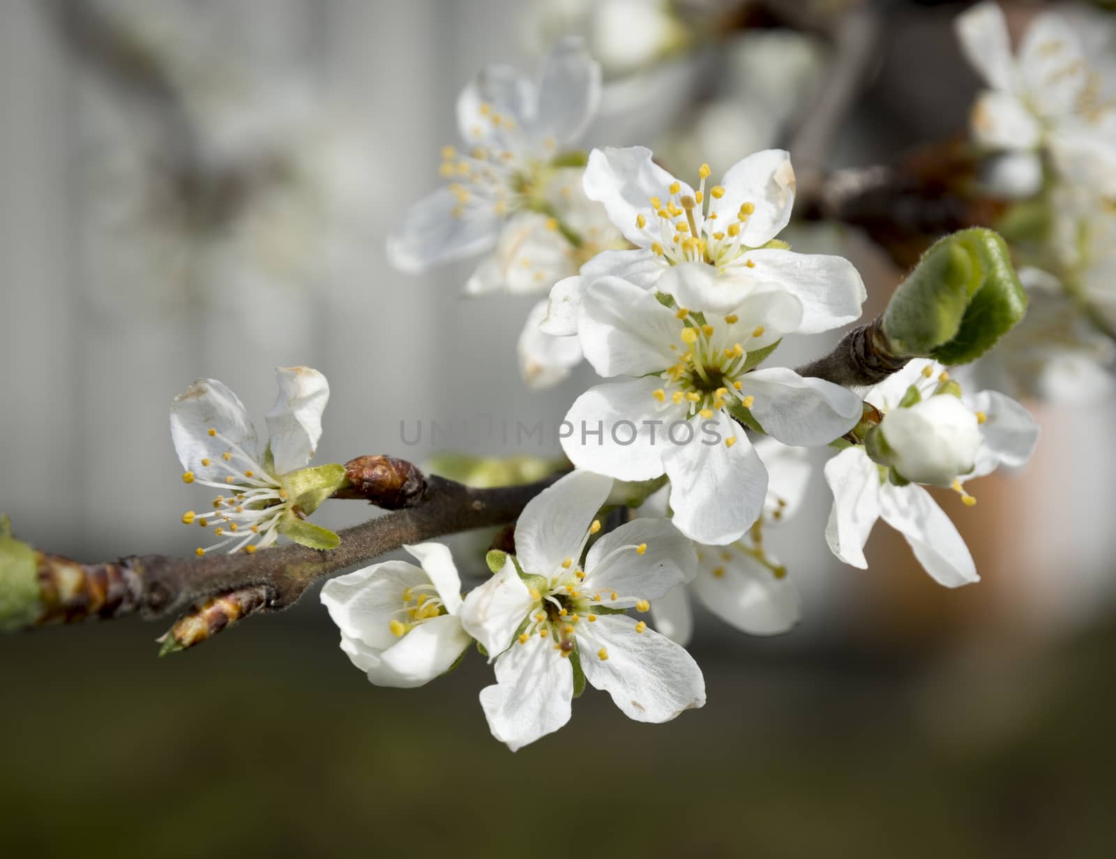 Apple tree flower branch. Branch with white apple flowers, Stockholm, Sweden in May.