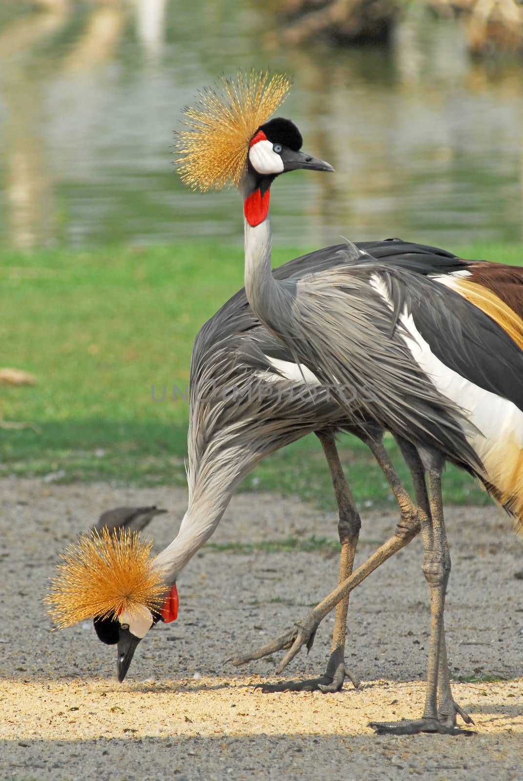 Portrait of a Grey Crowned Crane (Balearica Regulorum). by think4photop