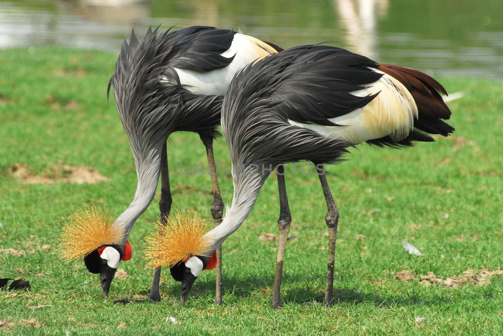 Portrait of a Grey Crowned Crane (Balearica Regulorum).