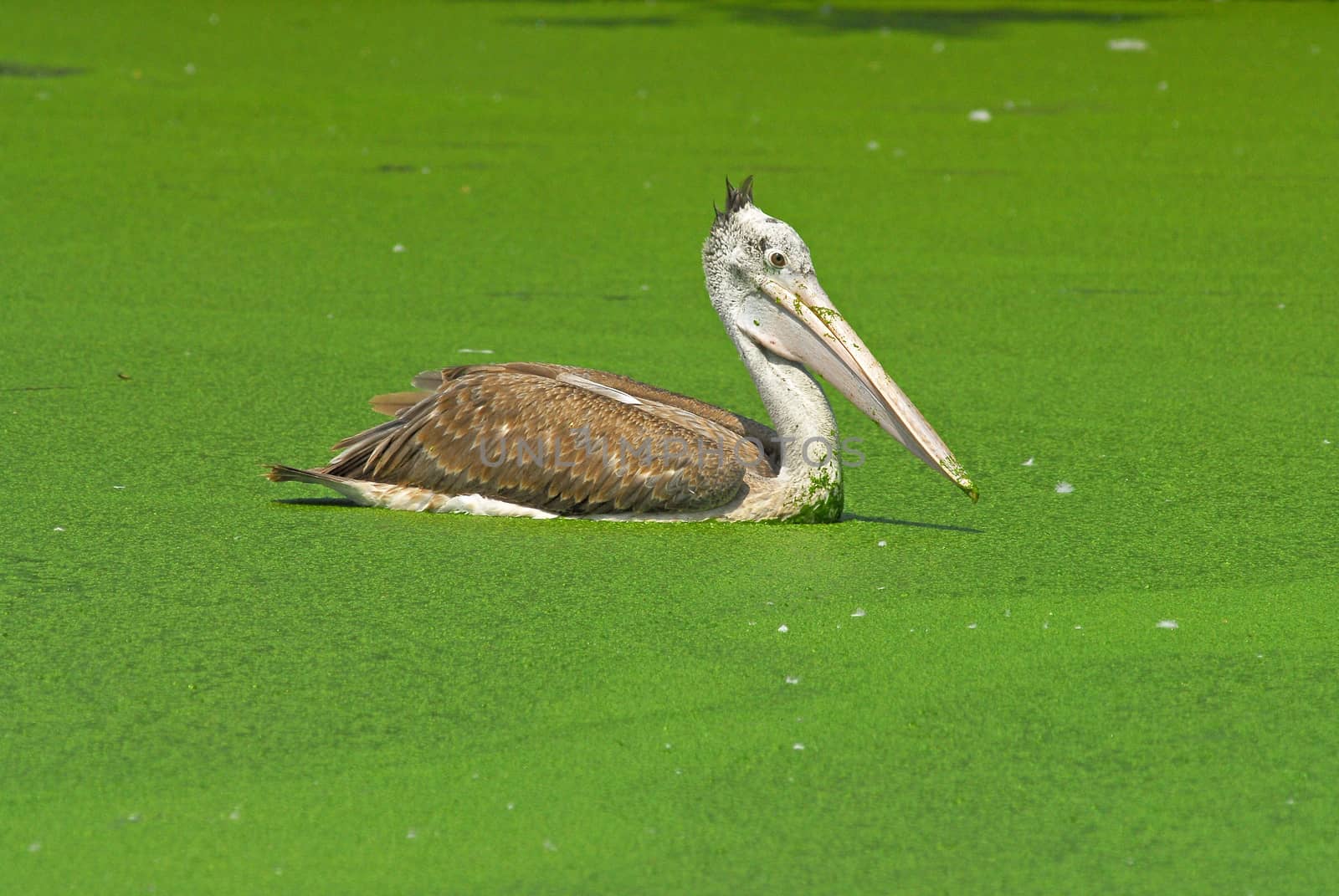 Spot Billed Pelican by think4photop