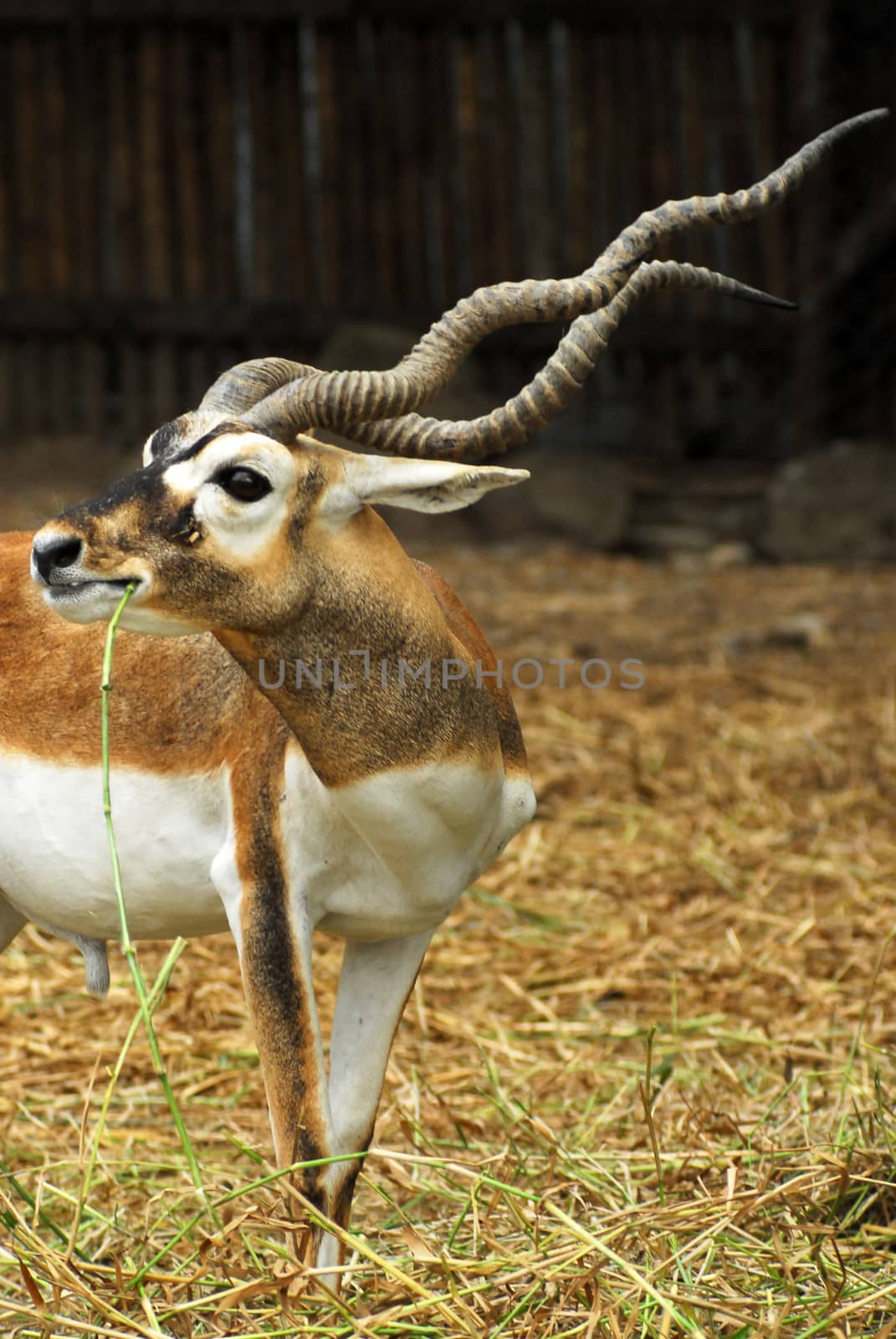 African antelope in a zoo by think4photop