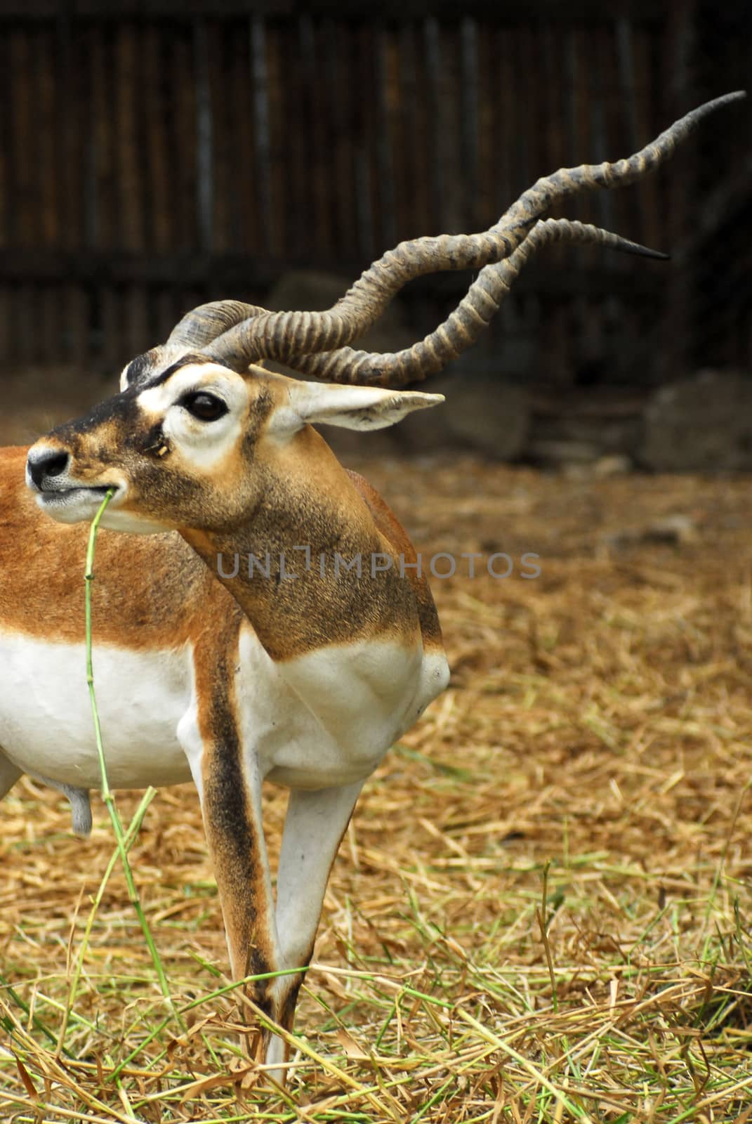 African antelope in a zoo