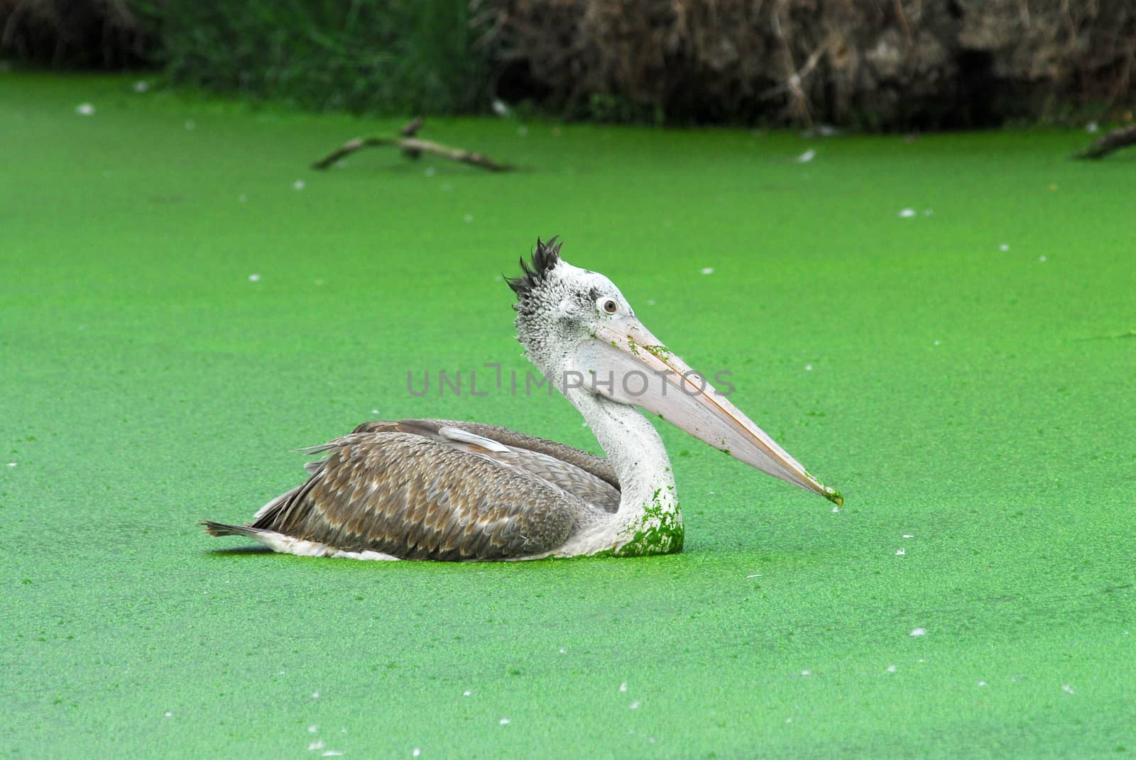 Spot Billed Pelican