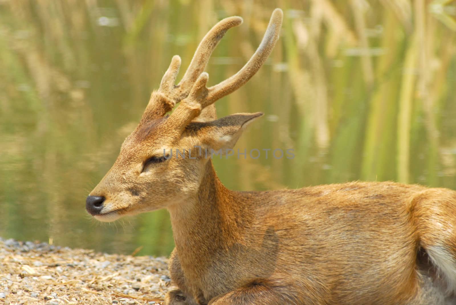 Siamese Eld's deers by think4photop