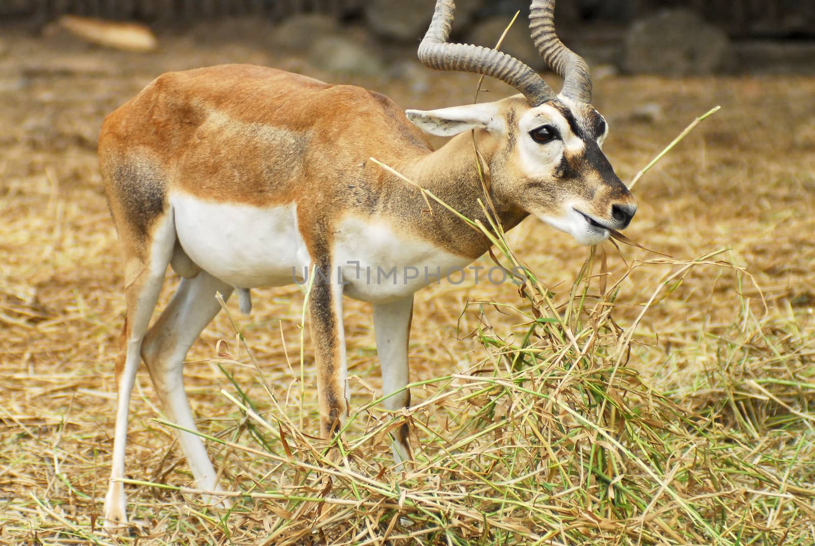 African antelope in a zoo by think4photop