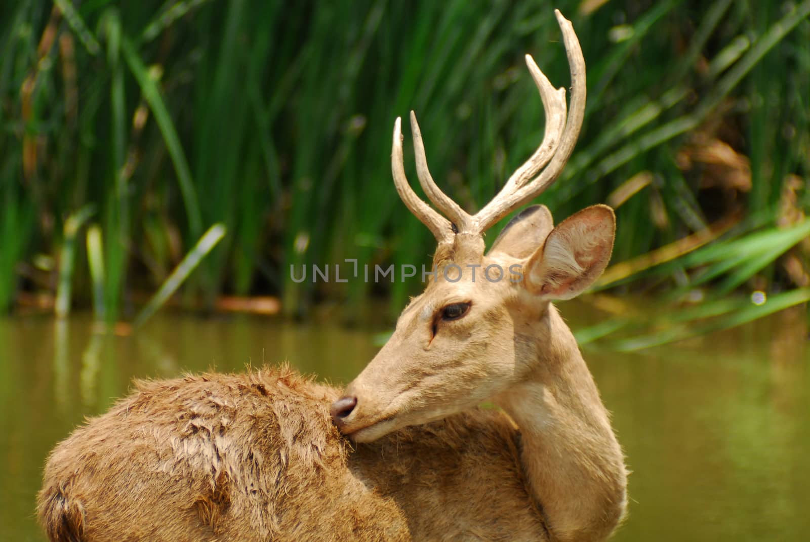 Siamese Eld's deers by think4photop