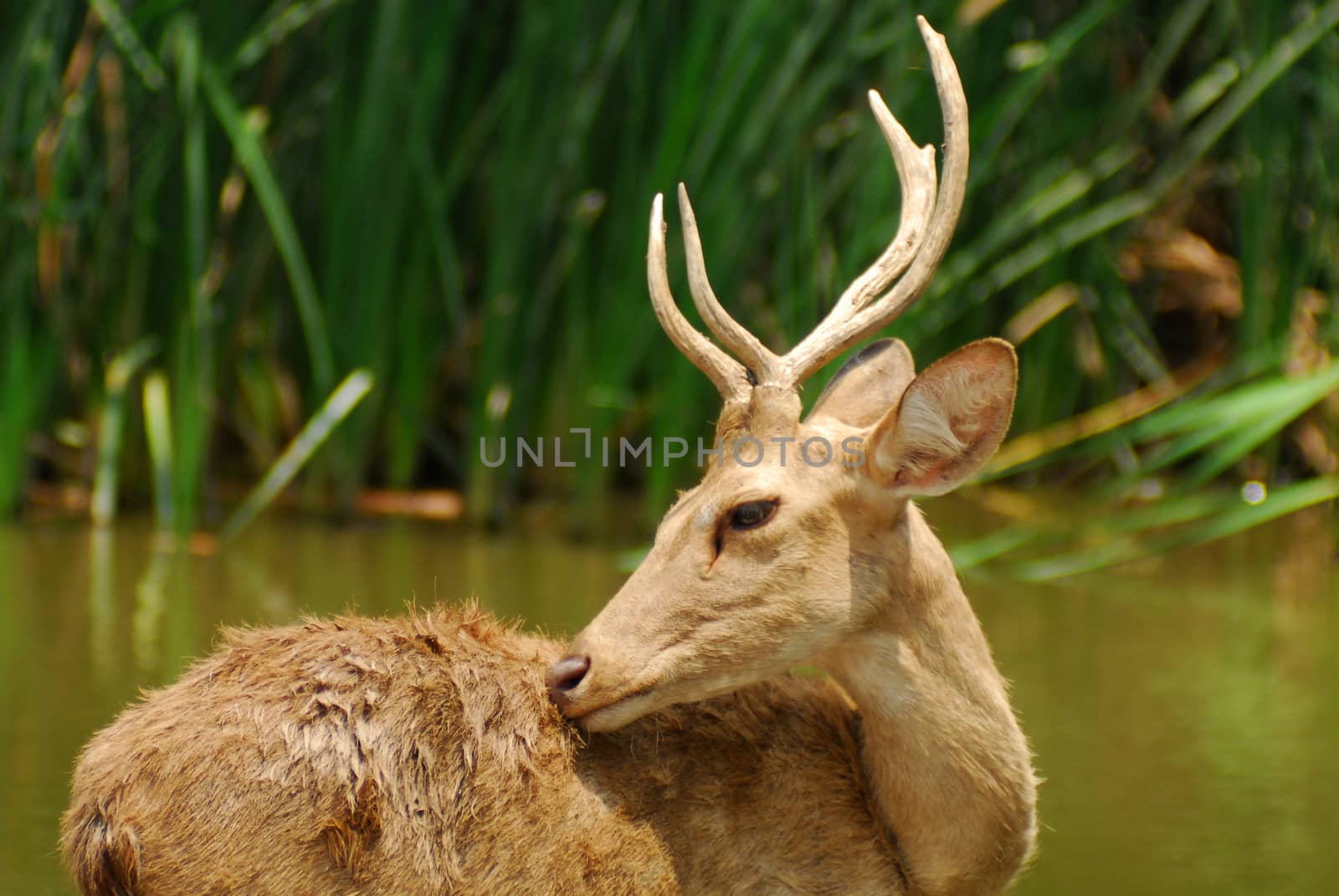 Siamese Eld's deers