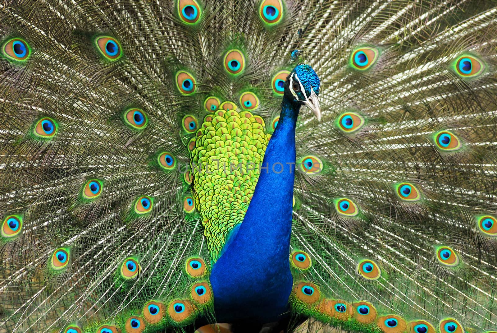 Close-up of Male Indian Peafowl displaying tail feathers