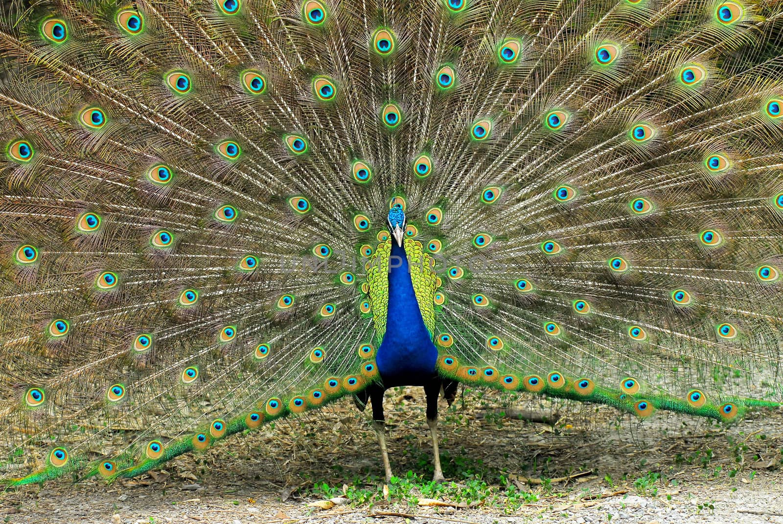 Close-up of Male Indian Peafowl displaying tail feathers