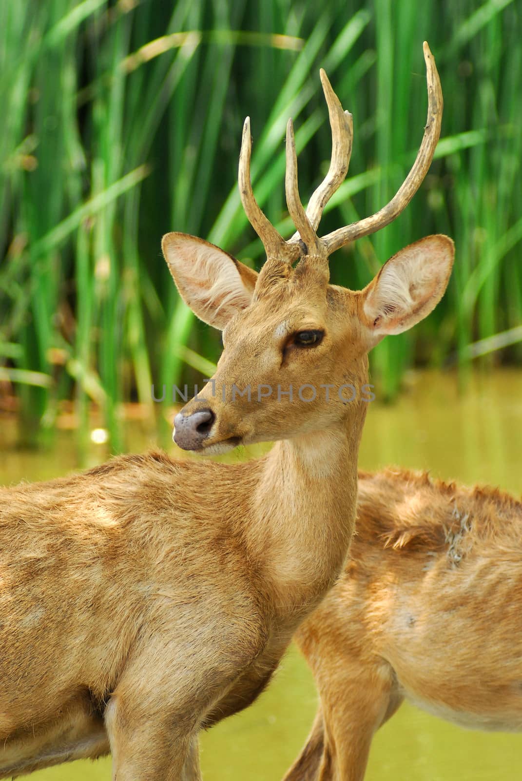Siamese Eld's deers by think4photop