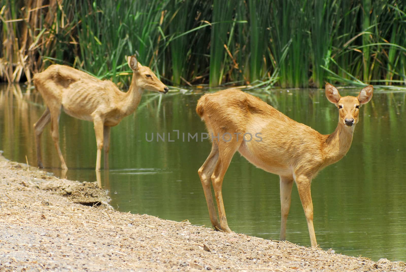 Siamese Eld's deers