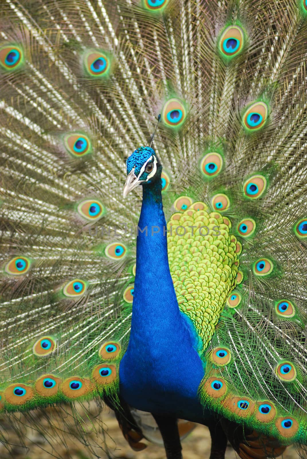 Close-up of Male Indian Peafowl displaying tail feathers