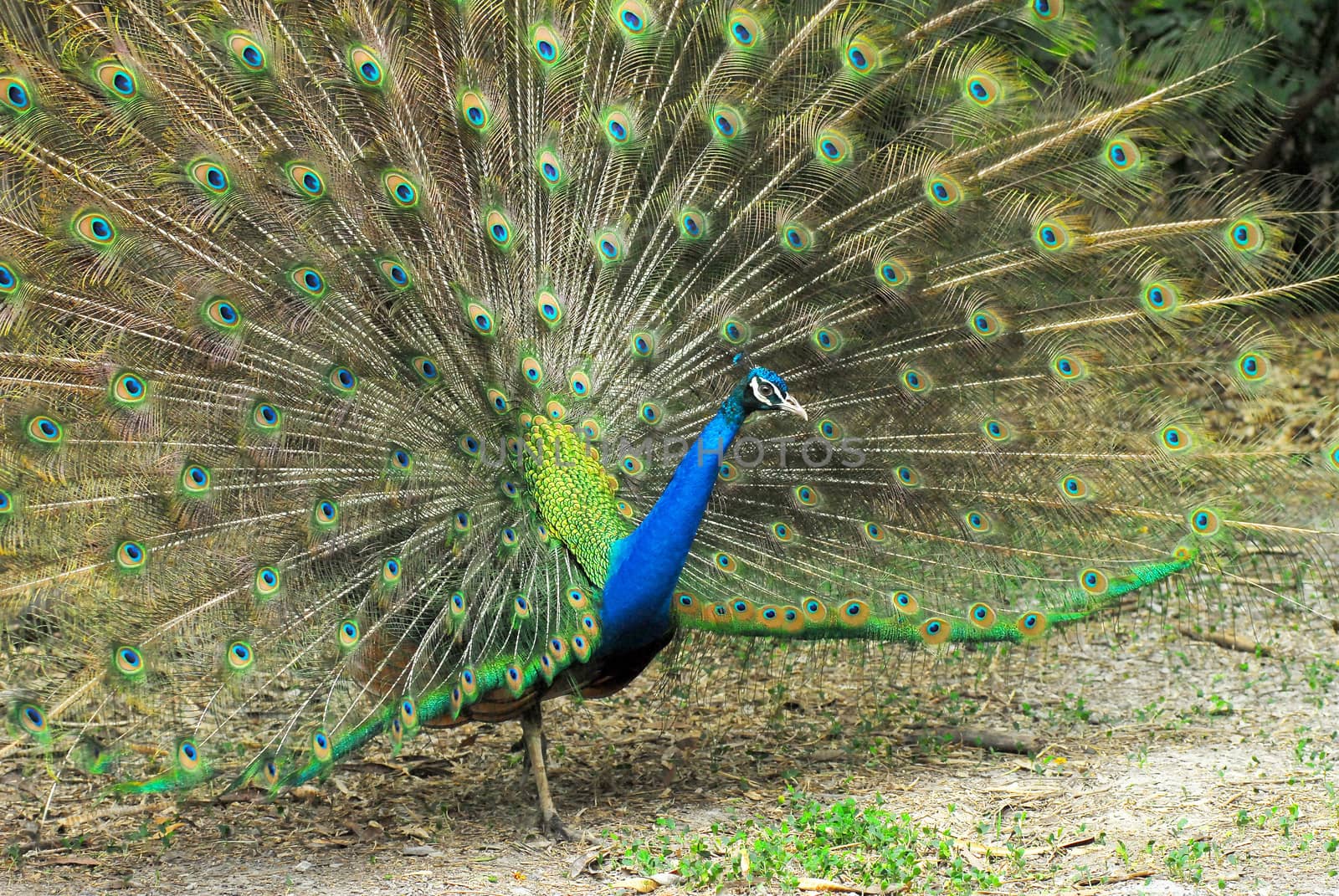 Close-up of Male Indian Peafowl displaying tail feathers by think4photop