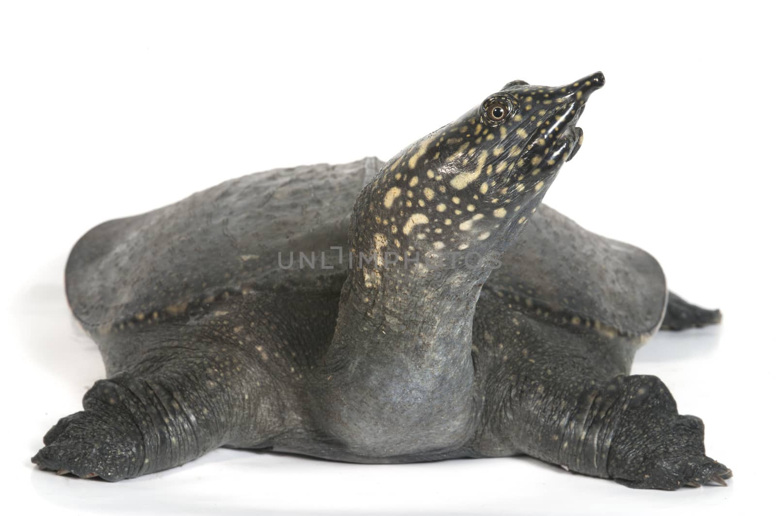 Chinese Soft Shell Turtle isolated on white background.