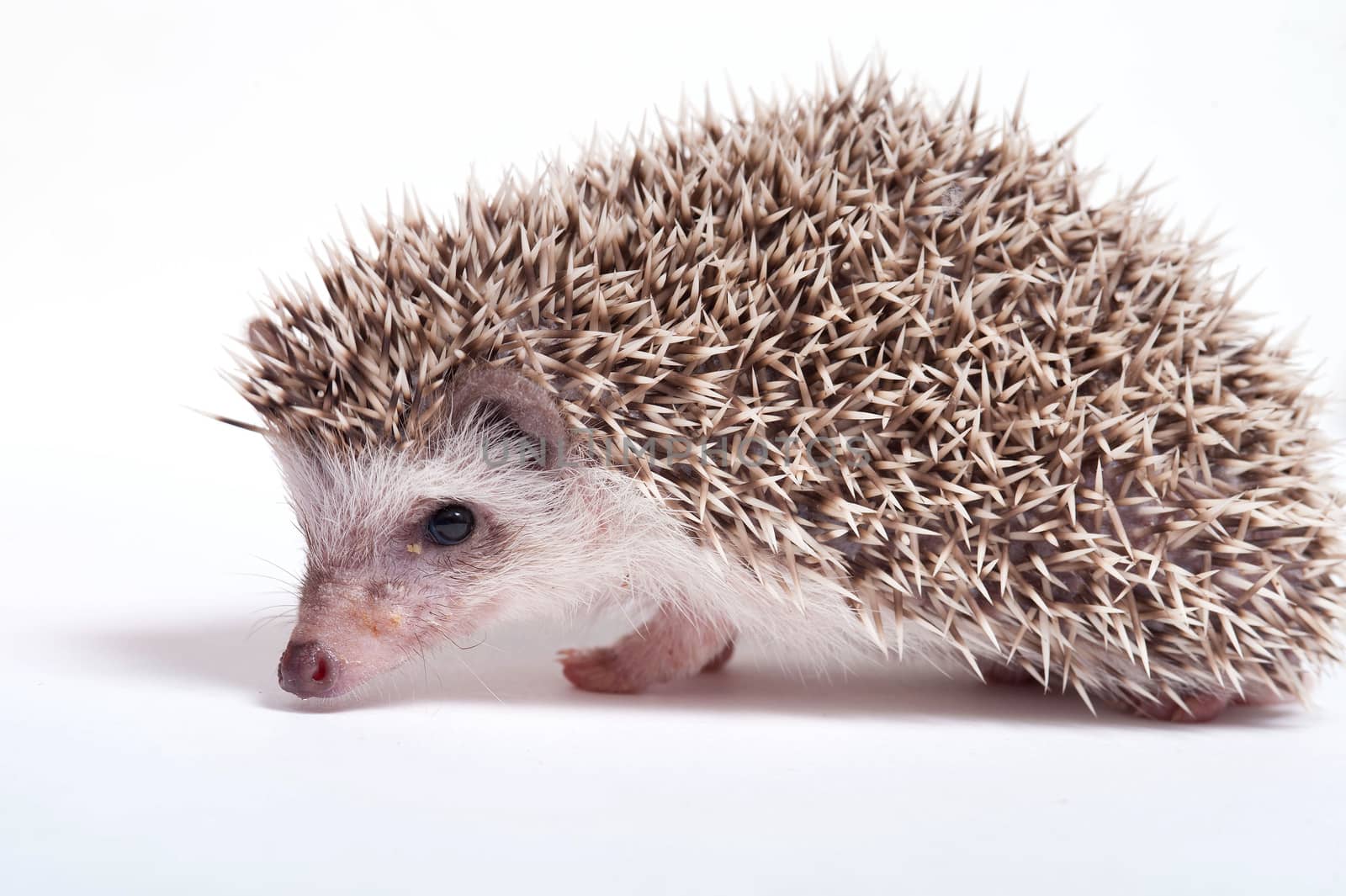 Hedgehog isolate on white background by think4photop