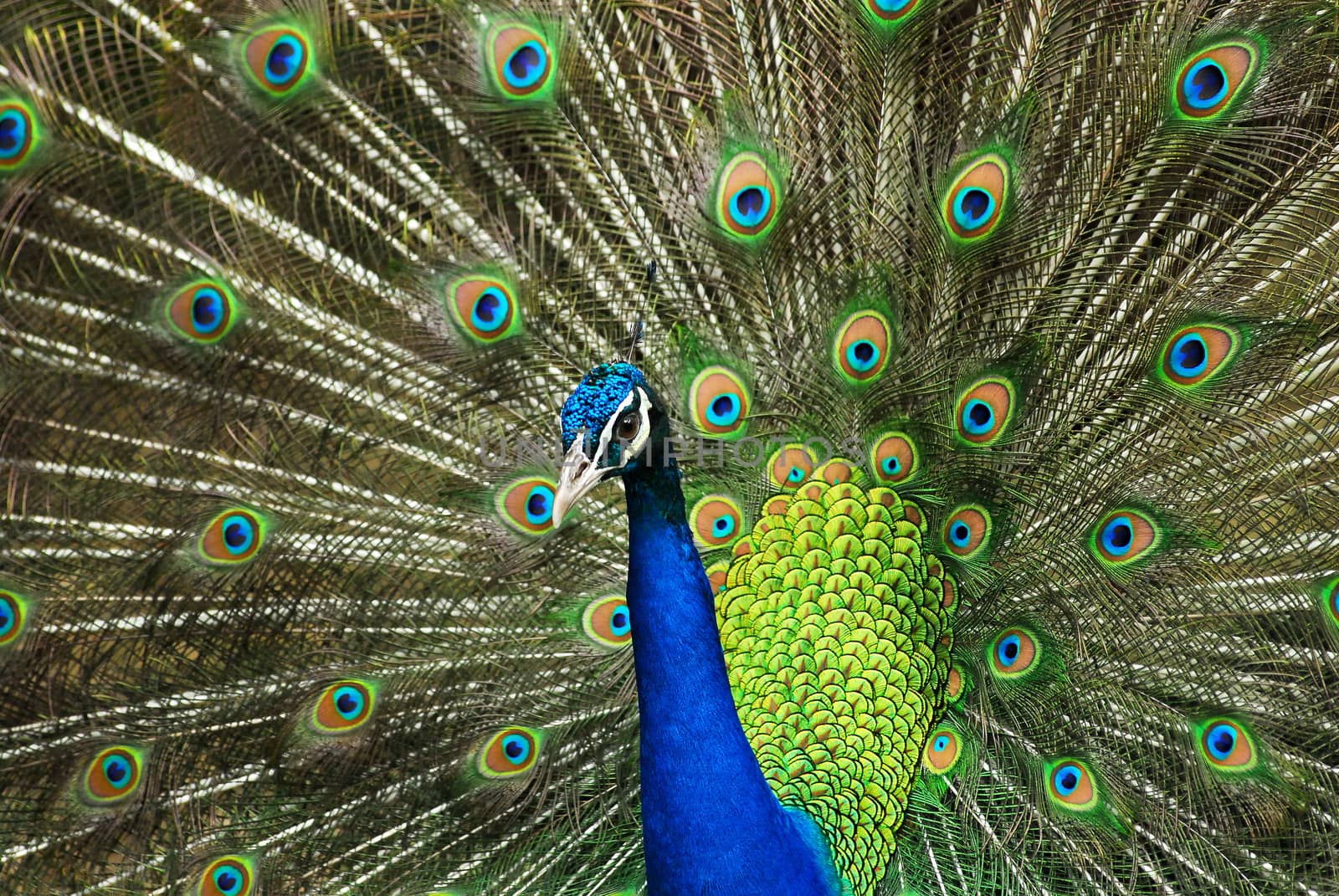 Close-up of Male Indian Peafowl displaying tail feathers