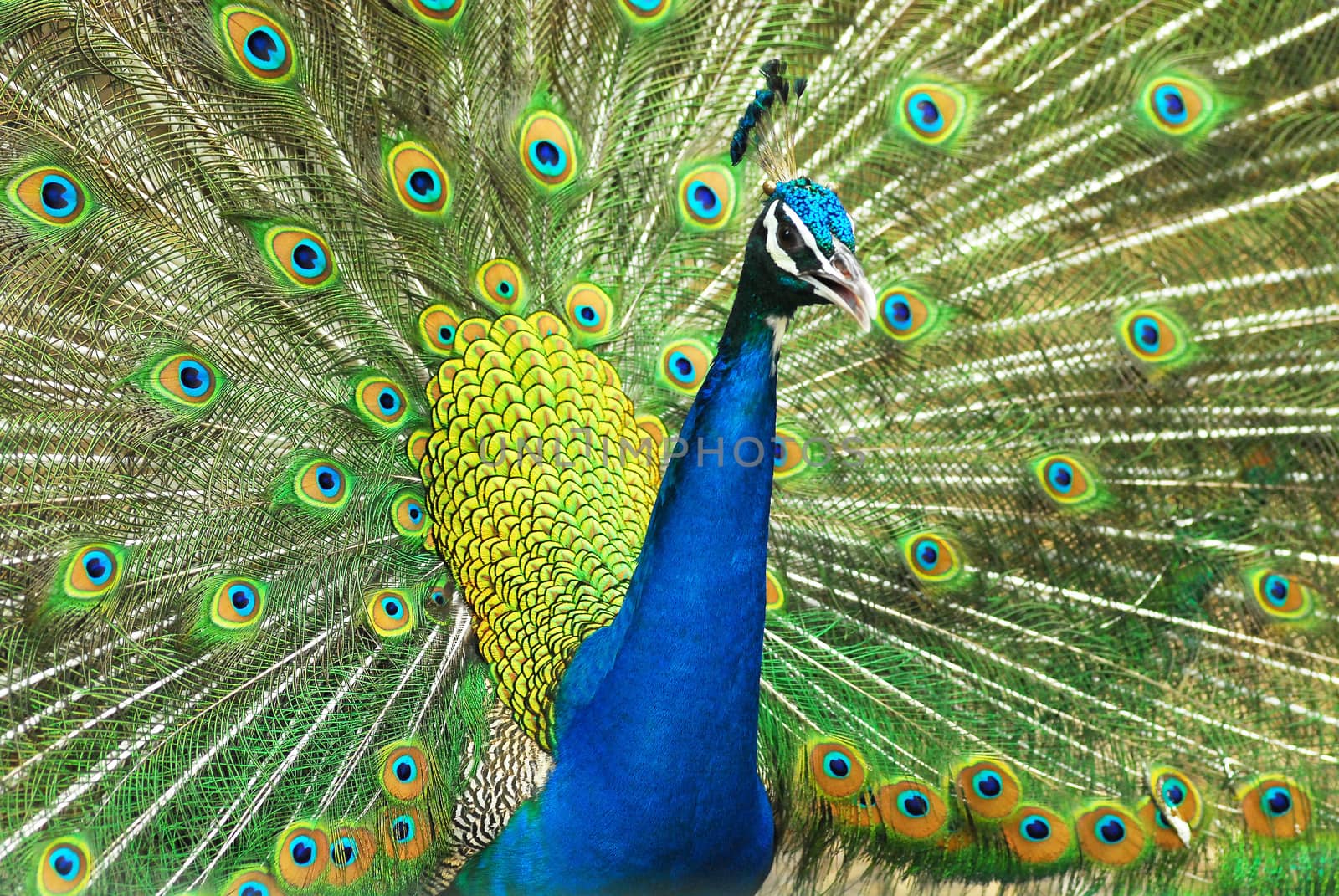 Close-up of Male Indian Peafowl displaying tail feathers