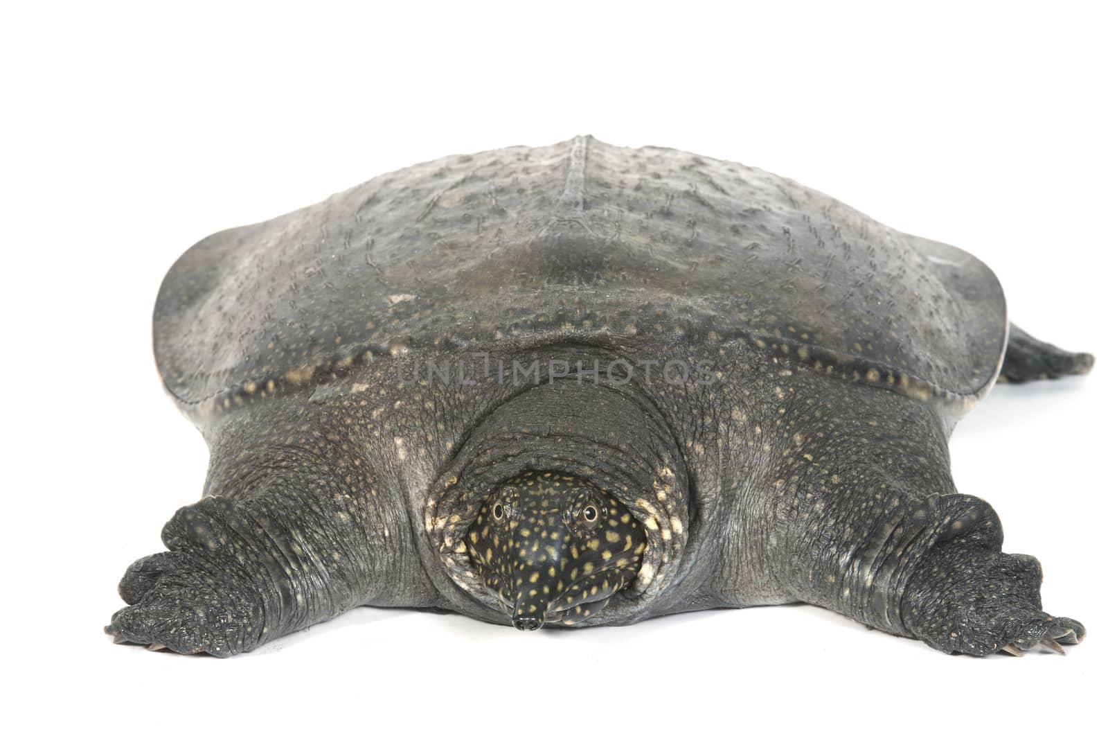 Chinese Soft Shell Turtle isolated on white background.