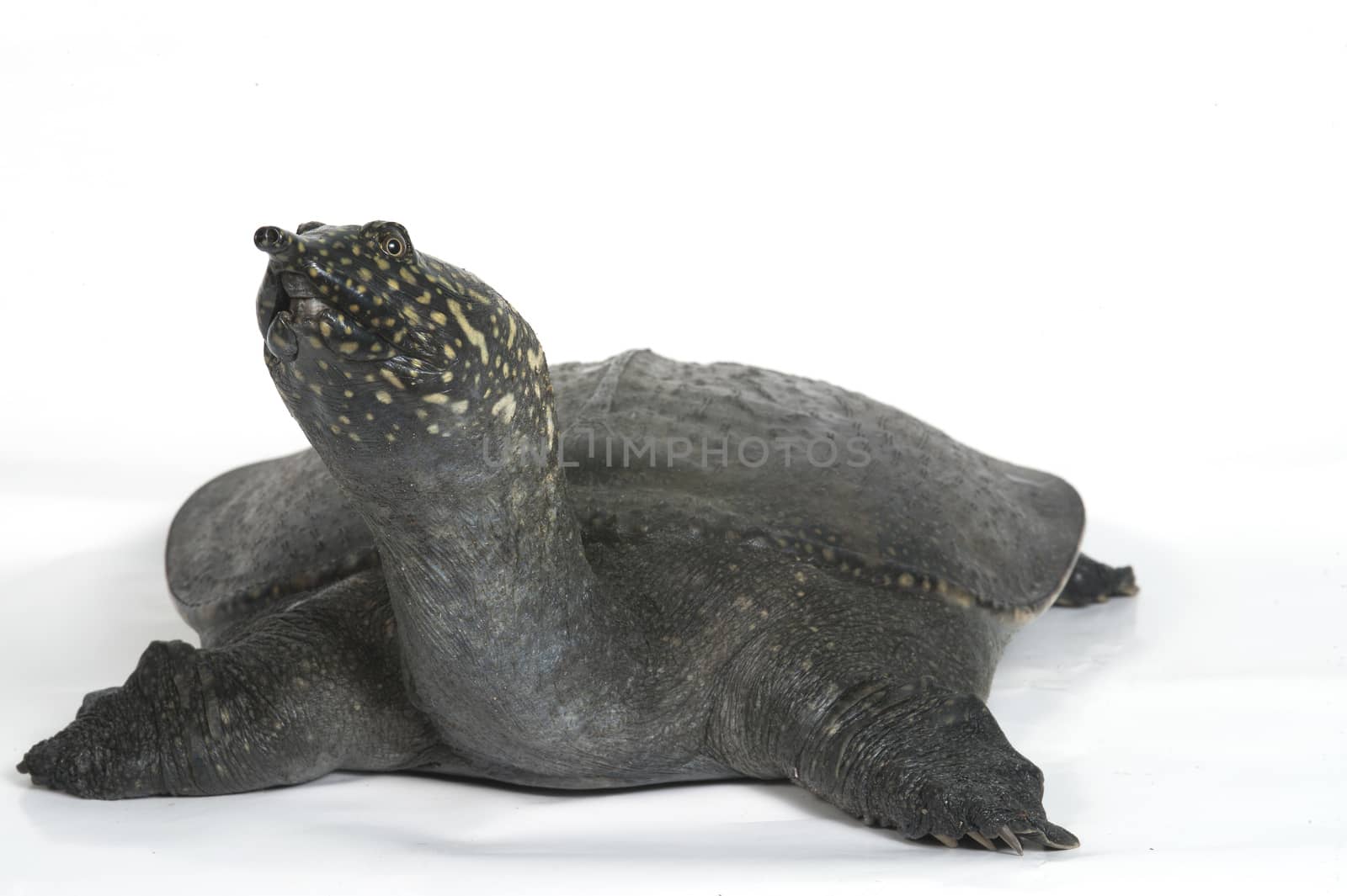 Chinese Soft Shell Turtle isolated on white background. by think4photop