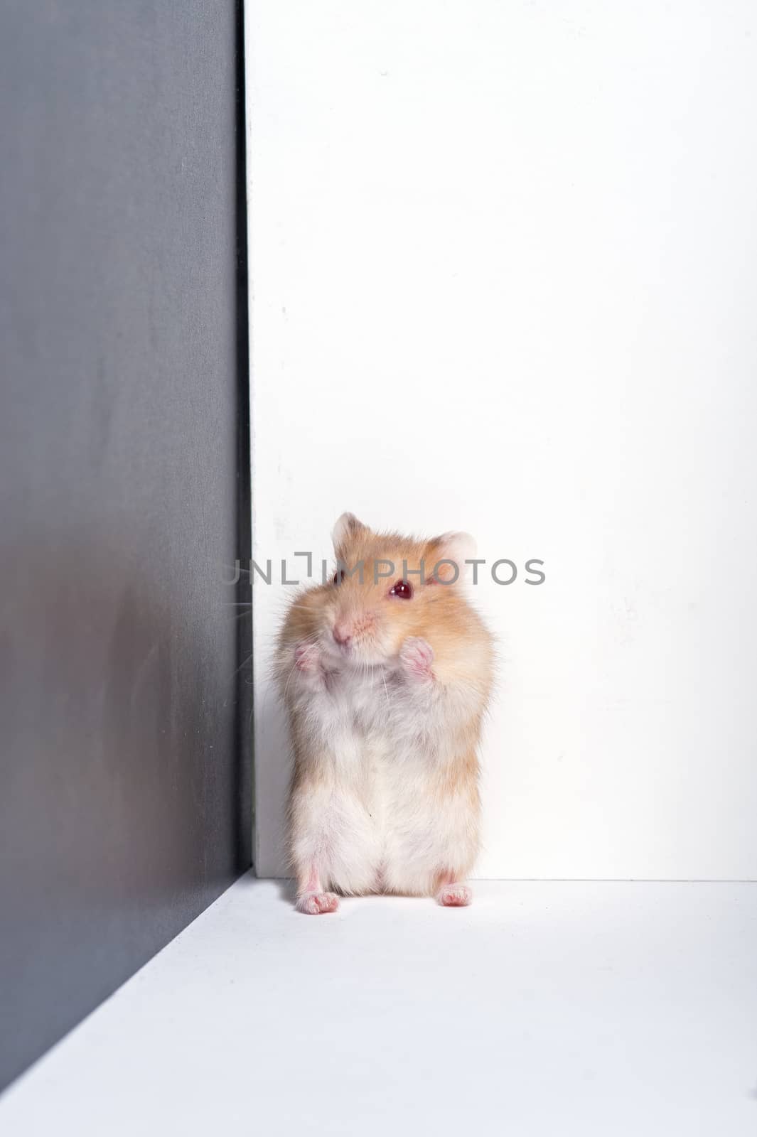 little hamster by think4photop