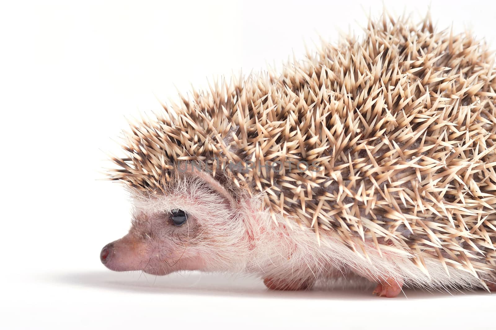 Hedgehog isolate on white background by think4photop