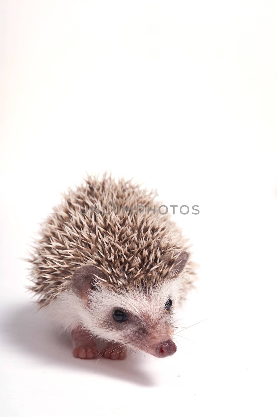 Hedgehog isolate on white background by think4photop
